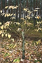 Rostoczek 11.2008 009